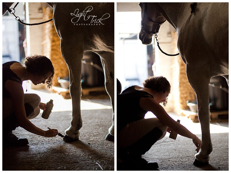 Applying hoof oil on a horse's hooves