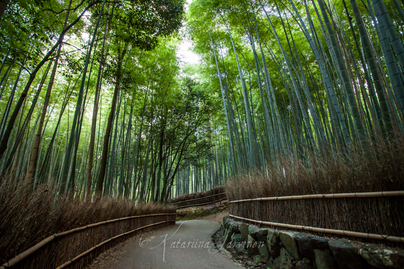 bamboo Japan