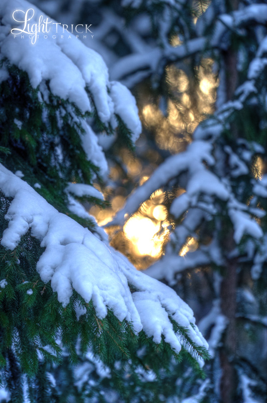snowy fir trees, sun shining through