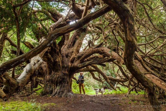 huge yew tree and man and dog