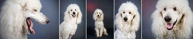 giant-poodle-studio-portrtait-collage